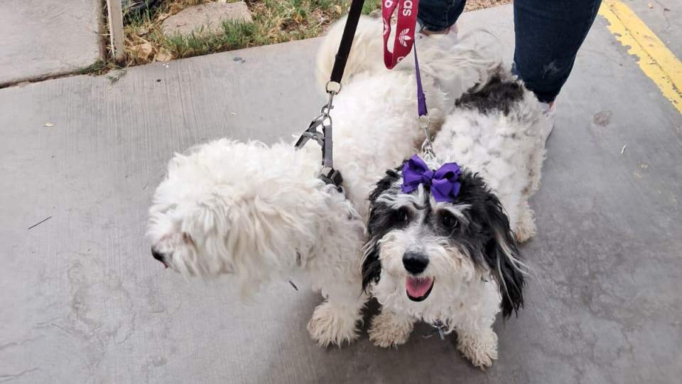 Beneficia Gobierno de Sonora salud animal con jornada de bienestar en municipio de Banámichi.